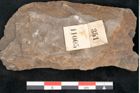 Foto (Detailansicht) von Asterophyllites equisetiformis Br. (NHMW-GEO-2024-0188-11005)